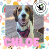 Chloe *NEW ARRIVAL*