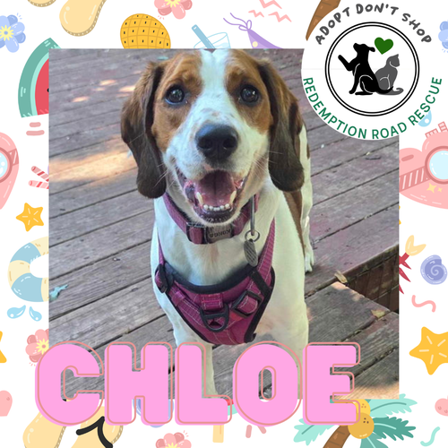Chloe *FOSTER HOME NEEDED*