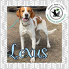 Lexus *Foster Needed*
