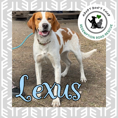Lexus *Foster Needed*