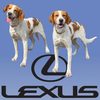 Lexus *Foster Needed*