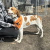 Lexus *Foster Needed*