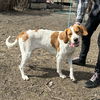 Lexus *Foster Needed*