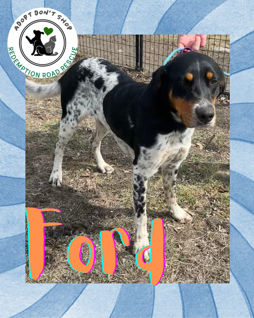 Ford **Foster Home Needed**