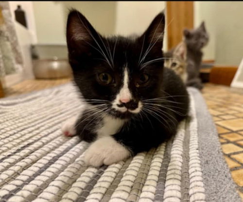 Moustache