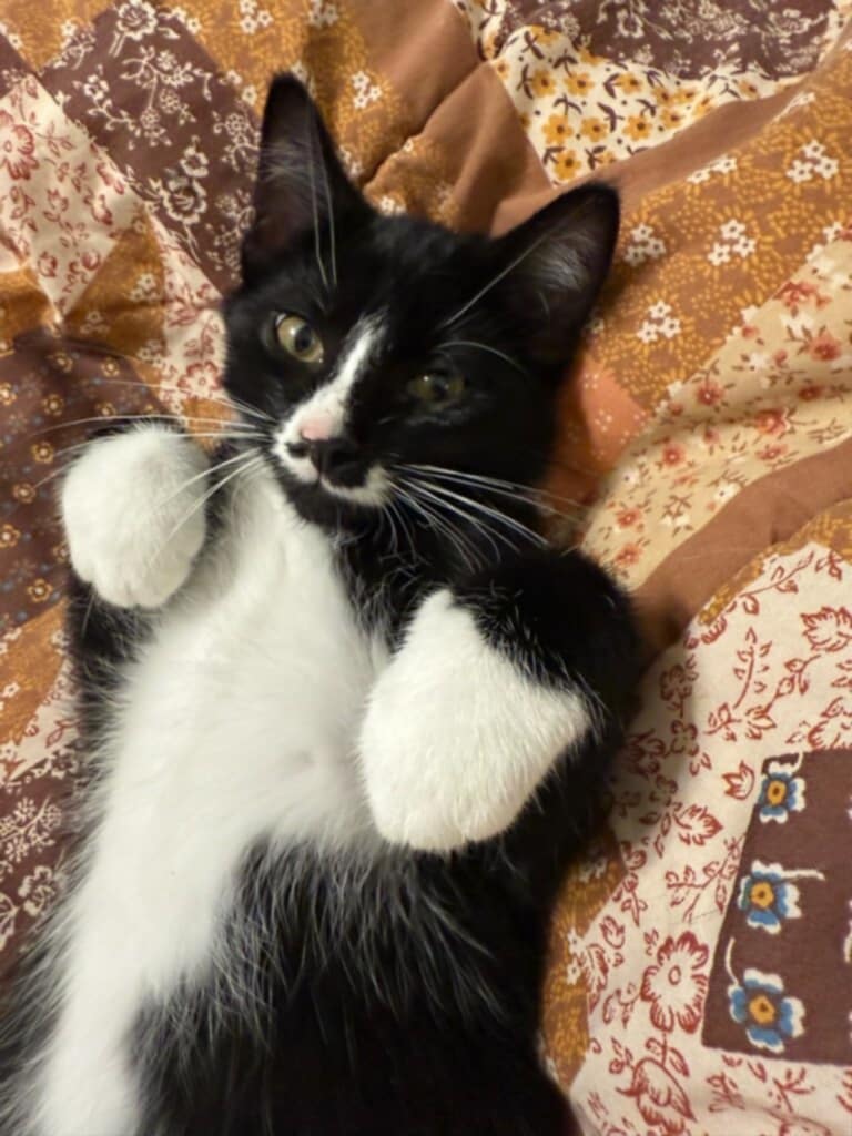 adoptable Cat in Minneapolis, MN named Moustache