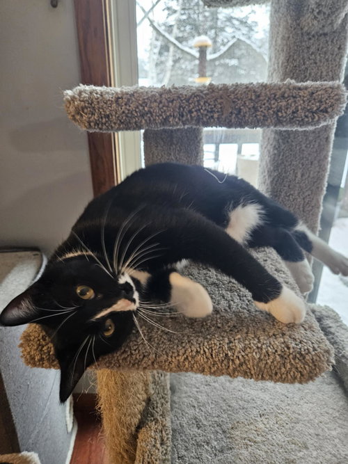 MUSTACHE - Domestic Short Hair available for adoption