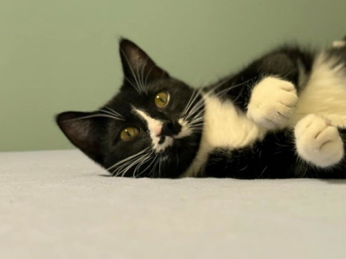MUSTACHE - Domestic Short Hair available for adoption