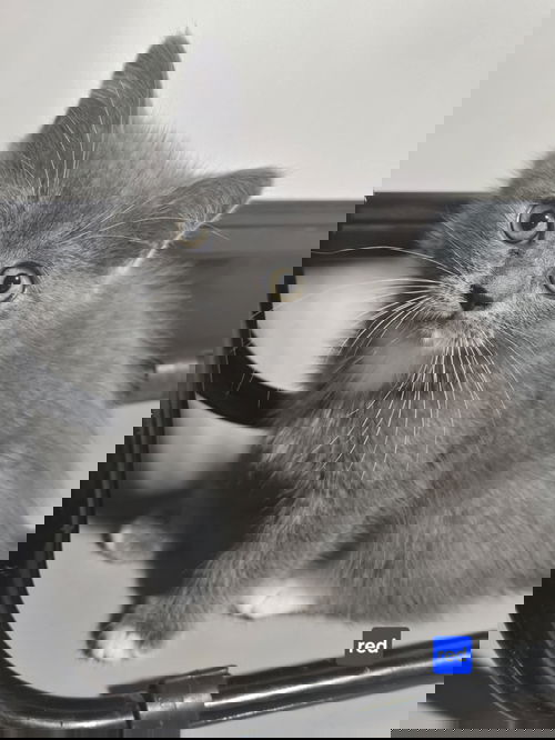 Squish