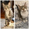 adoptable Cat in minneapolis, MN named Michael & Peter