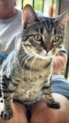 Milton *FOSTER HOME NEEDED*