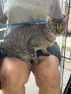 Milton *FOSTER HOME NEEDED*