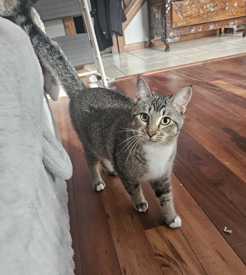 WOODY - Domestic Short Hair available for adoption