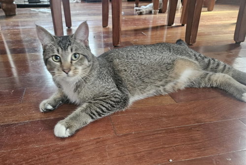 WOODY - Domestic Short Hair available for adoption