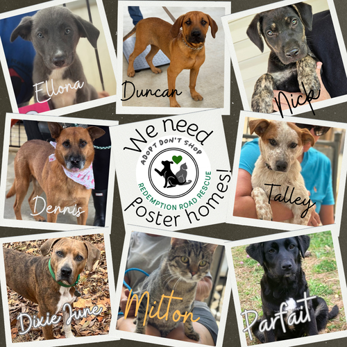 We need foster homes!