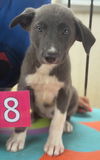 We need foster homes!