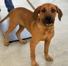 We need foster homes!