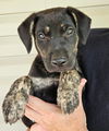 We need foster homes!