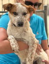 We need foster homes!
