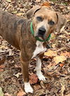 We need foster homes!