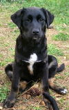 We need foster homes!
