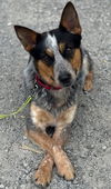 We need foster homes!