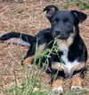 We need foster homes!