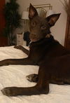 We need foster homes!