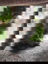 Runty
