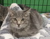 adoptable Cat in minneapolis, MN named Runty