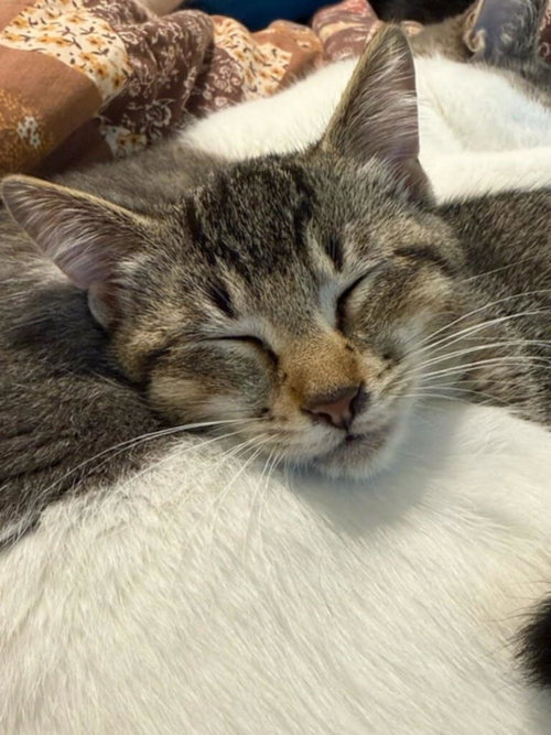 GERRI - Domestic Short Hair available for adoption