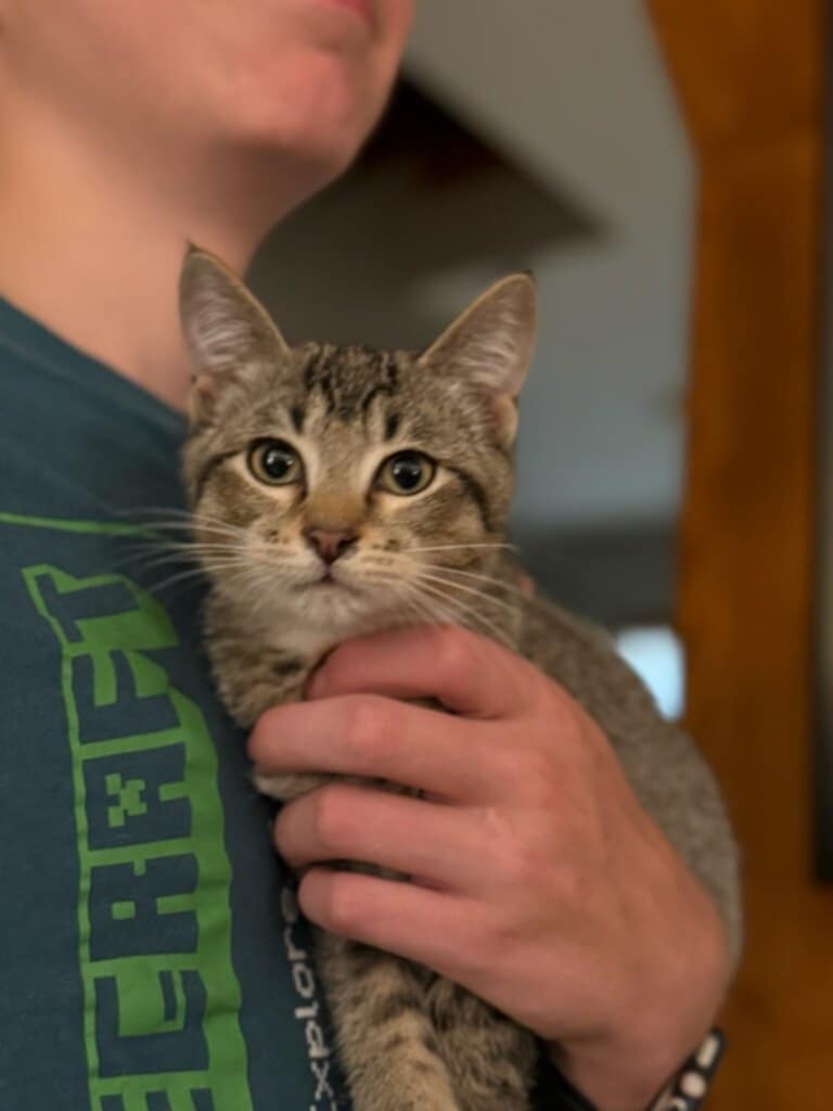 adoptable Cat in Minneapolis, MN named Gerri