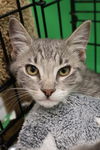 adoptable Cat in minneapolis, MN named Biggie