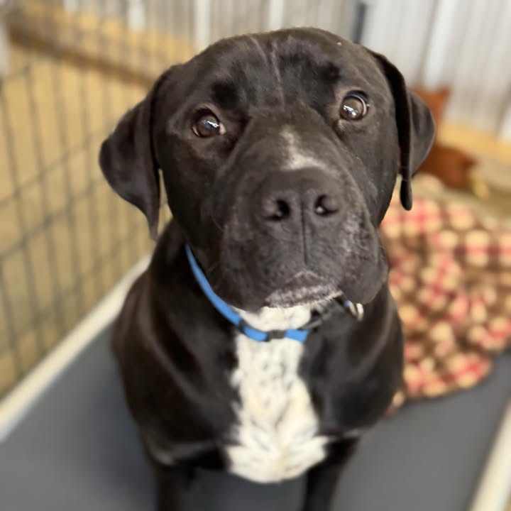 adoptable Dog in Minneapolis, MN named Brocc O. Lee