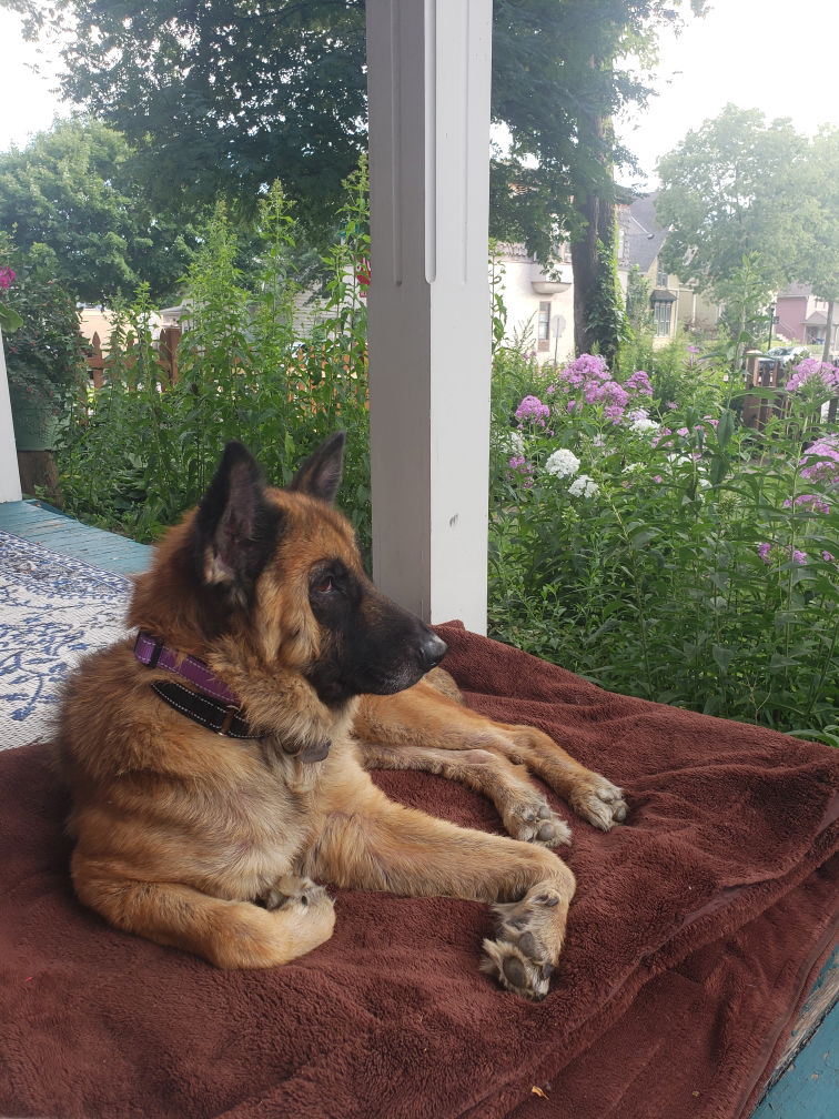 adoptable Dog in Minneapolis, MN named Winona *NEW ARRIVAL*