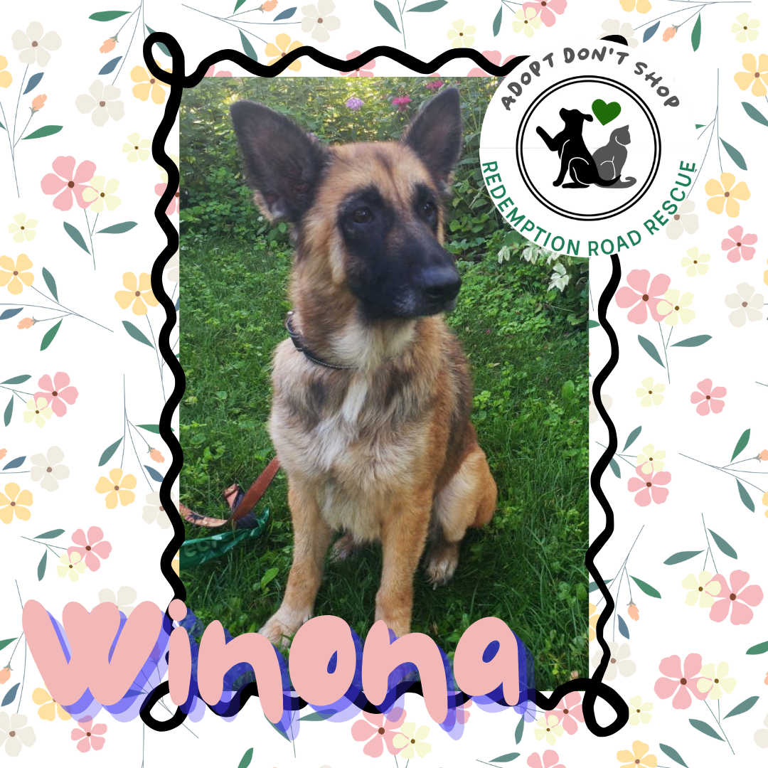 adoptable Dog in Minneapolis, MN named Winona *NEW ARRIVAL*