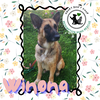 adoptable Dog in , MN named Winona *NEW ARRIVAL*