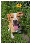 adoptable Dog in  named Mowie *NEW ARRIVAL*