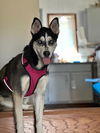 adoptable Dog in minneapolis, MN named Zelda *NEW ARRIVAL*
