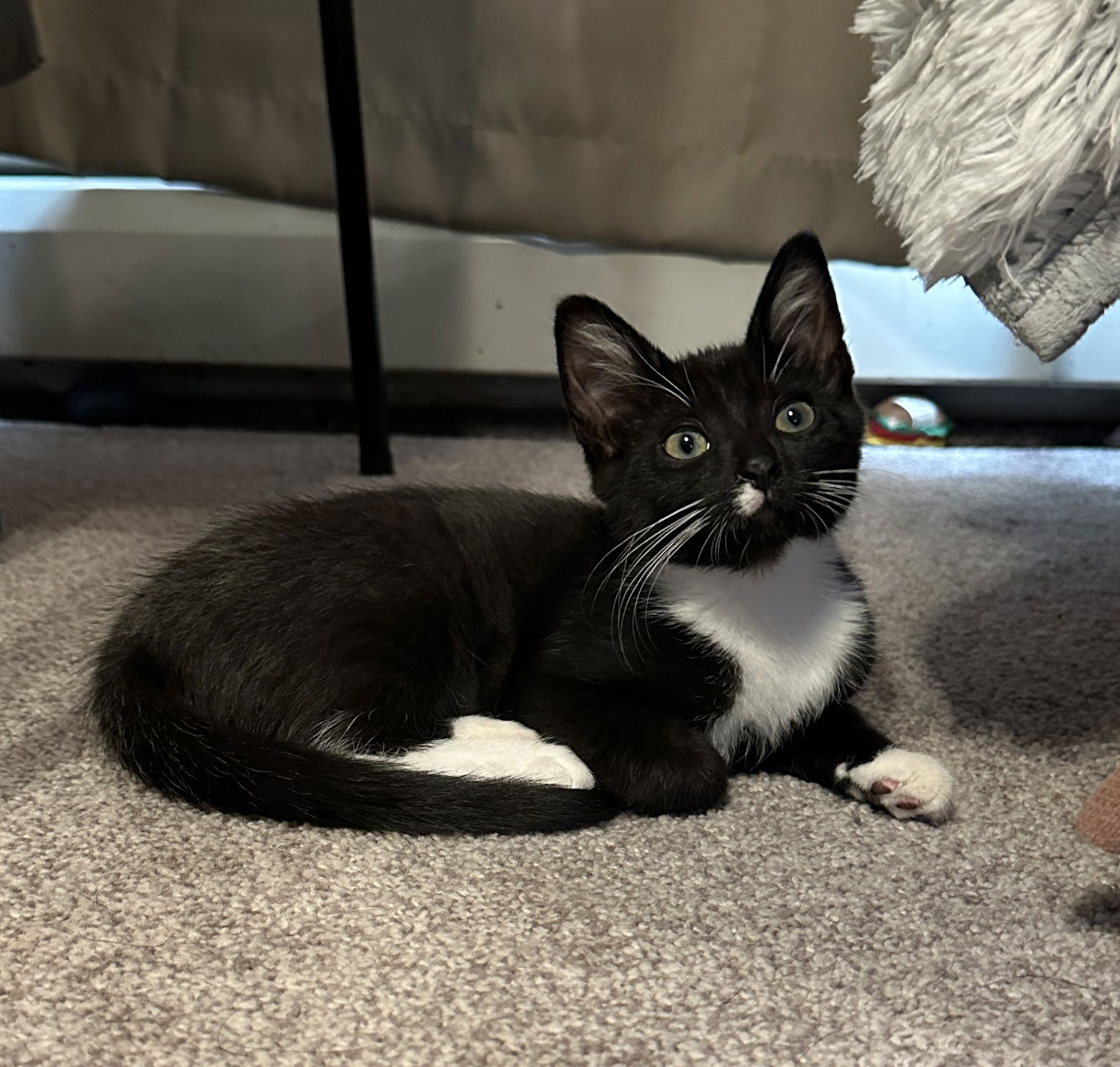 adoptable Cat in Minneapolis, MN named Ribbit