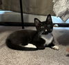 adoptable Cat in minneapolis, MN named Ribbit