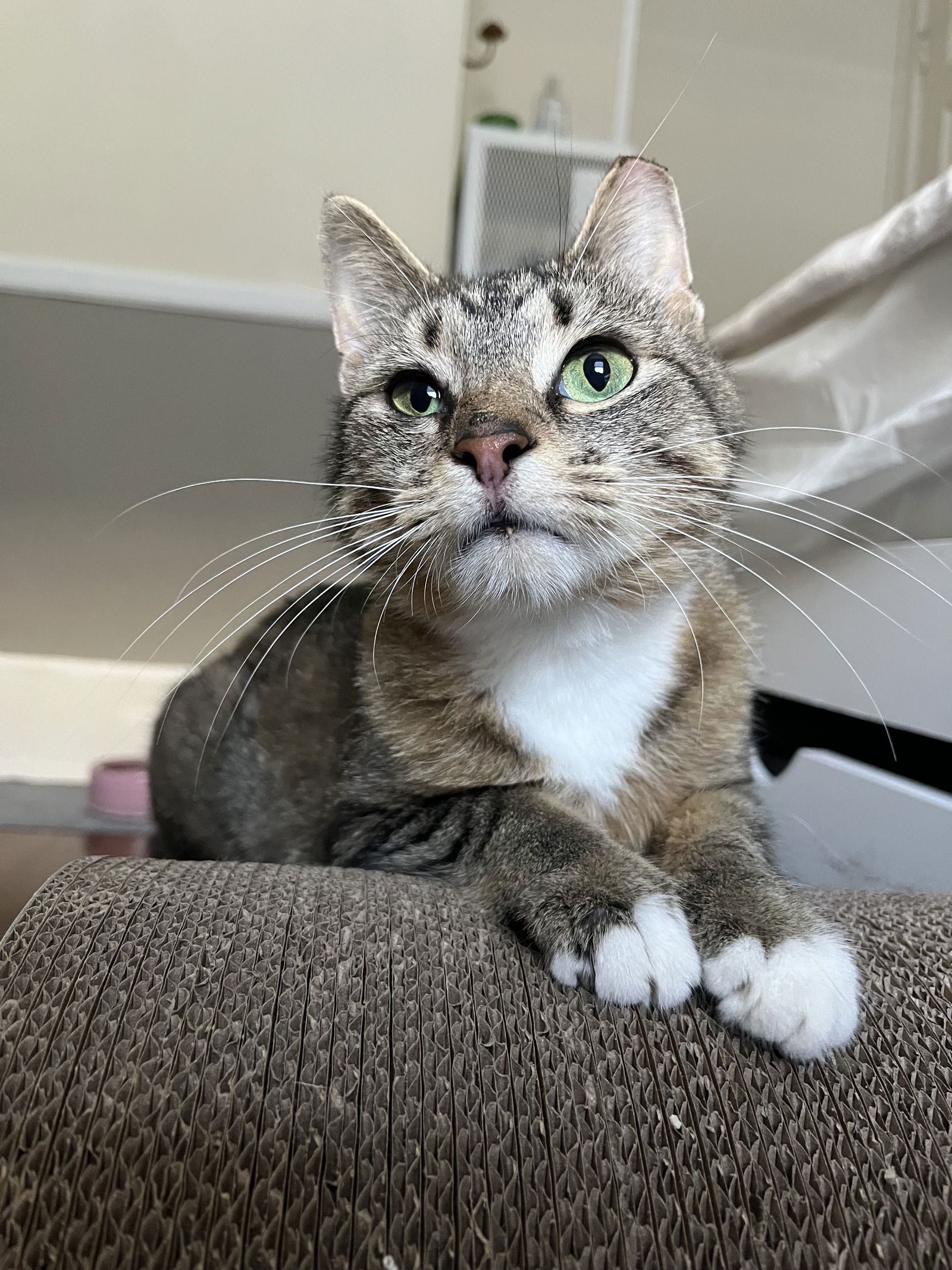 adoptable Cat in Minneapolis, MN named Prim