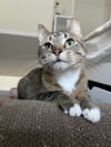 adoptable Cat in minneapolis, MN named Prim