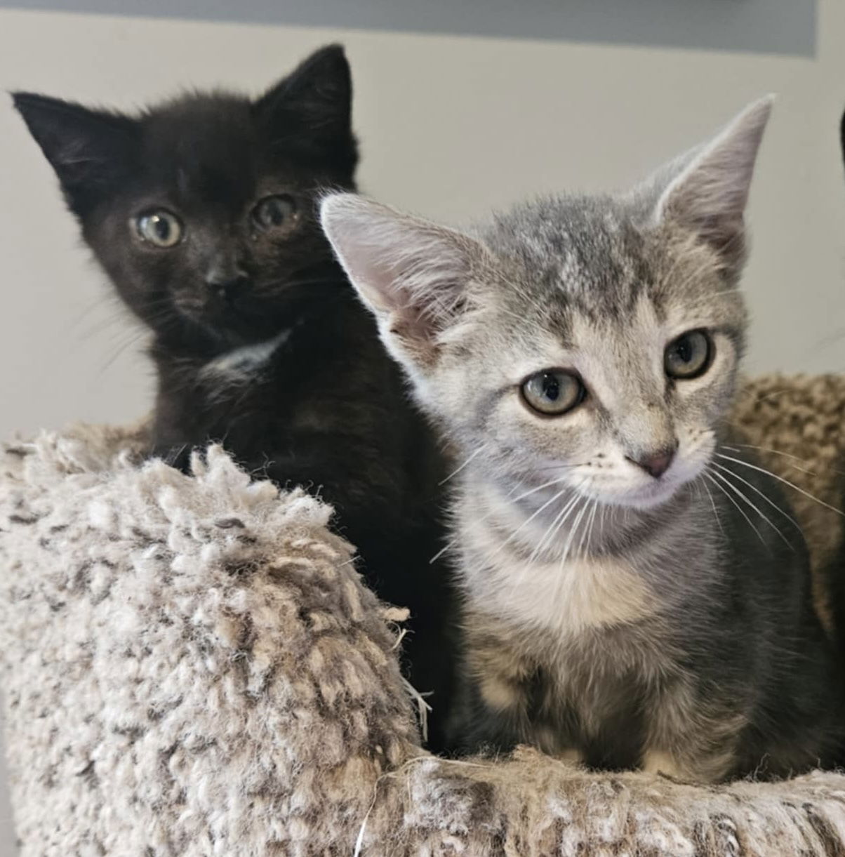 adoptable Cat in Minneapolis, MN named Oscar & Cricket