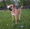 Diesel *FOSTER HOME NEEDED* - Photo 4