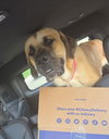 Diesel *FOSTER HOME NEEDED* - Photo 5