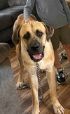 Diesel *FOSTER HOME NEEDED* - Photo 6