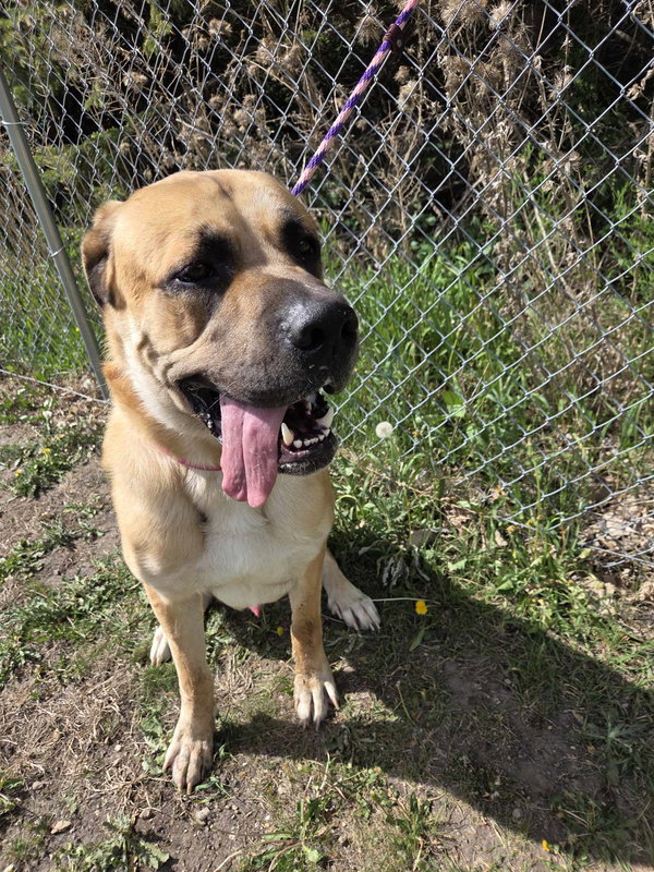Diesel *FOSTER HOME NEEDED*