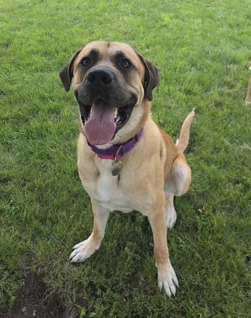DIESEL *FOSTER HOME NEEDED* - Mastiff available for adoption