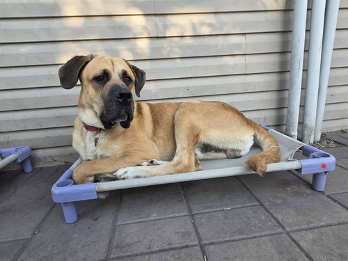 DIESEL *FOSTER HOME NEEDED* - Mastiff available for adoption